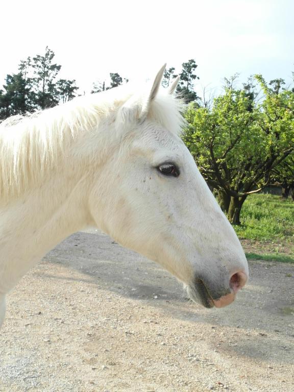 Mézoargues Mas Moineau Bed & Breakfast エクステリア 写真