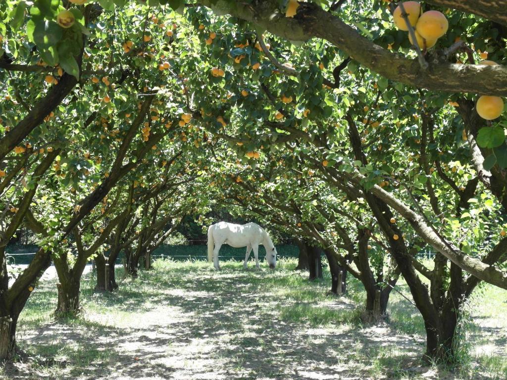 Mézoargues Mas Moineau Bed & Breakfast エクステリア 写真