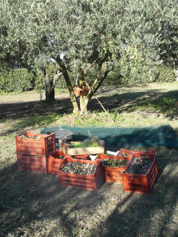 Mézoargues Mas Moineau Bed & Breakfast エクステリア 写真