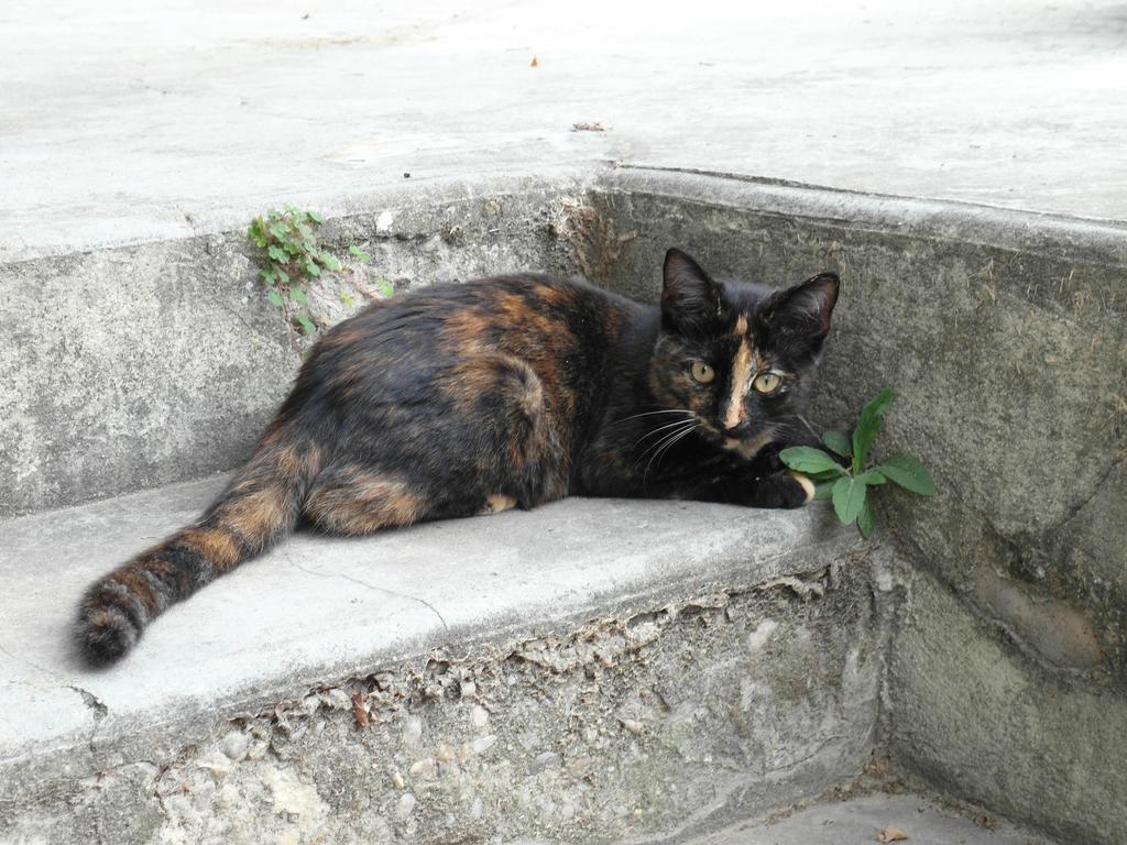 Mézoargues Mas Moineau Bed & Breakfast エクステリア 写真